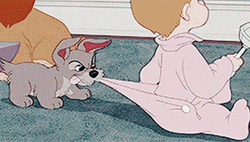Lady And The Tramp Puppy Got Carried GIF