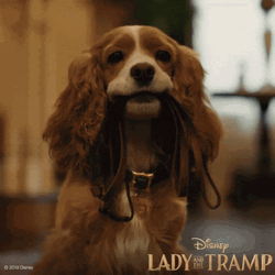Lady And The Tramp Rope Bite GIF