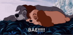 Lady And The Tramp Sleeps Together GIF