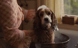 Lady And The Tramp Takes A Bath GIF