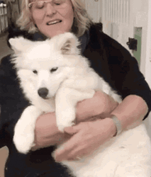 Lady Carrying Samoyed GIF