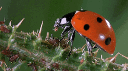 Ladybird Eats Insect