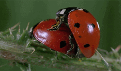 Ladybird Insect Mates