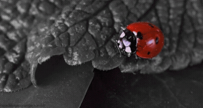 Ladybug Crawling On Black And White GIF