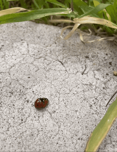 Ladybug Crawling On Concrete Near Grass GIF