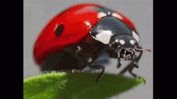 Ladybug Cute Fangs Meme GIF