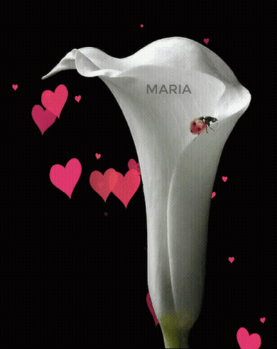 Ladybug On Flower With Maria GIF