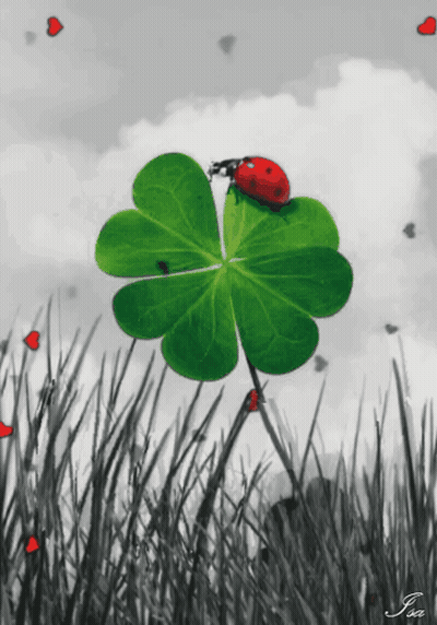 Ladybug On Four Leaf Clover GIF