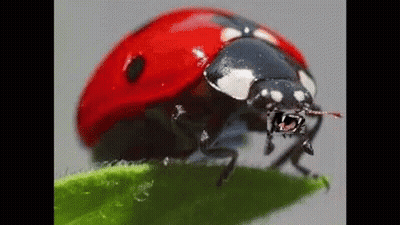 Ladybug On Green Leaf With Mouth Open GIF