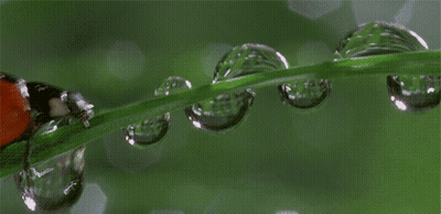 Ladybug On Green Leaf With Water Drops GIF