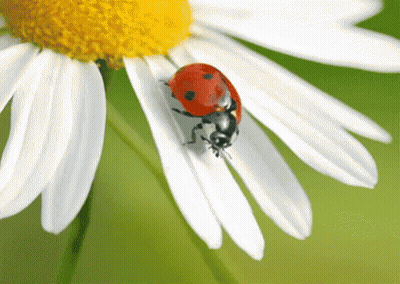 Ladybug On White Flower With Yellow Center GIF