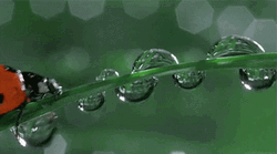 Ladybug Sipping Water On Branch GIF