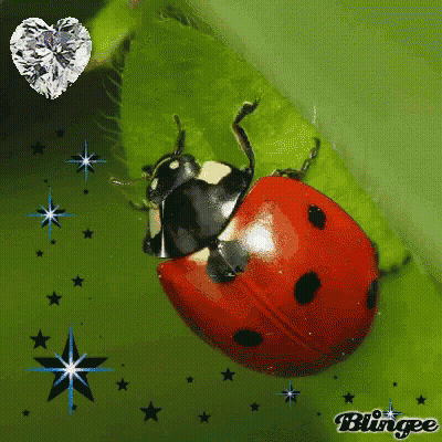 Ladybug Sitting On Green Leaf With Heart GIF