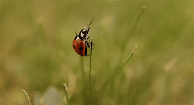 Ladybug Sitting On Plant GIF