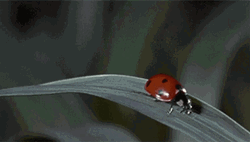 Ladybug Slow Mo Slow Mo Bounce
