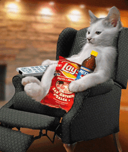 Laid Back Cat GIF