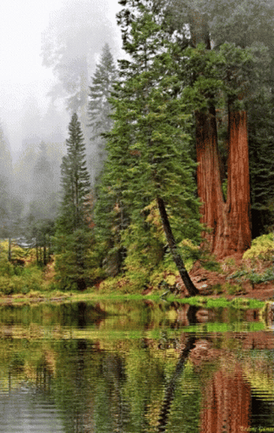Lake Surrounded By Trees With Gary Watermark GIF