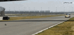 Lamborghini Sports Car Cat Ran Over GIF