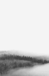 Landscape Fog Misty Forest GIF