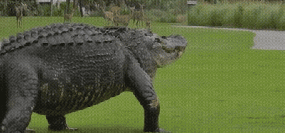 Large Alligator Walking Across Green Field With Deer GIF