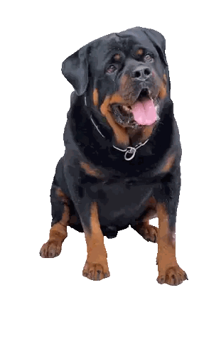 Large Black And Brown Dog With Chain Sticker