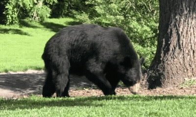 Large Black Bear Walking Across Green Field