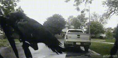 Large Black Bird In Front Of White Truck On Street GIF