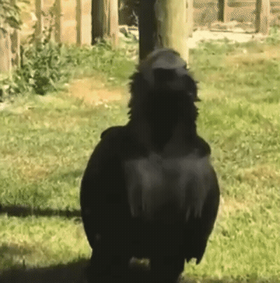 Large Black Bird Standing In Grass Looking At Camera GIF