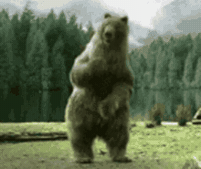 Large Brown Bear Standing On Hind Legs In Field GIF