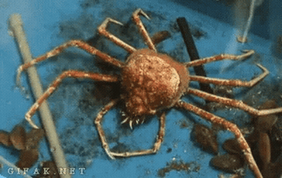 Large Crab Sitting On Blue Bucket GIF