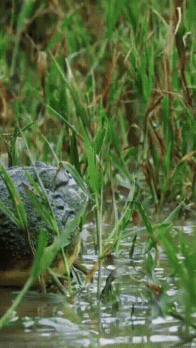 Large Crocodile Swimming In Shallow Water GIF