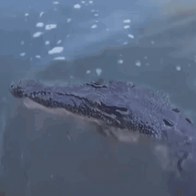 Large Crocodile Swimming In Water GIF