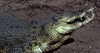Large Crocodile With Mouth Open Lying On Ground GIF