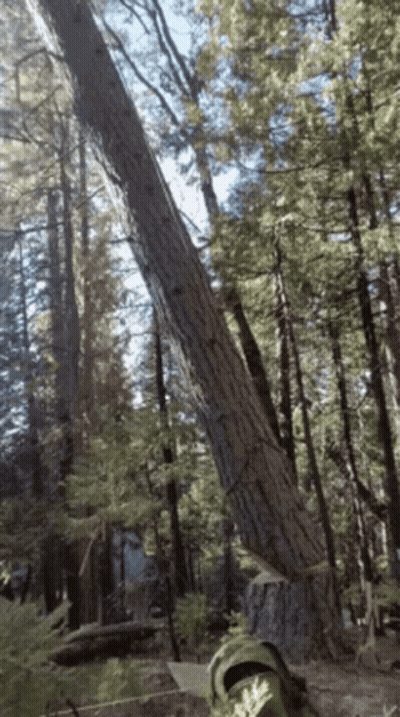 Large Fallen Tree In Forest GIF