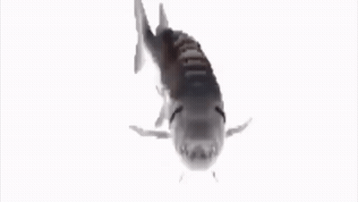 Large Fish Swimming GIF
