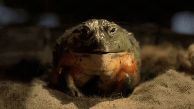 Large Frog Sitting On Cloth GIF