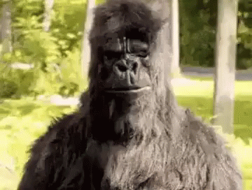 Large Furry Gorilla Standing In Grass GIF