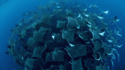 Large Group Of Rays Swimming In Ocean GIF