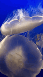 Large Moon Jellyfish GIF