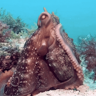 Large Octopus Sitting On Rock In Ocean GIF