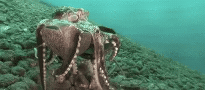 Large Octopus Swimming Near Rocky Shoreline GIF