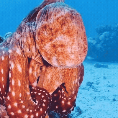 Large Octopus With White Spots Swimming GIF