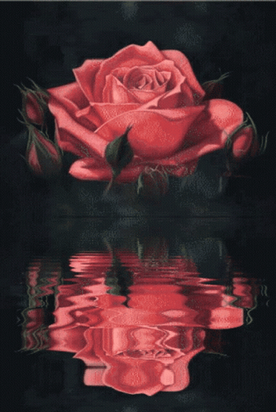 Large Red Rose Reflected In Water GIF