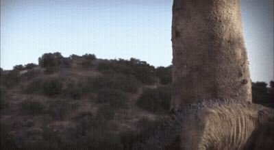 Large Rock In Desert With Trees GIF
