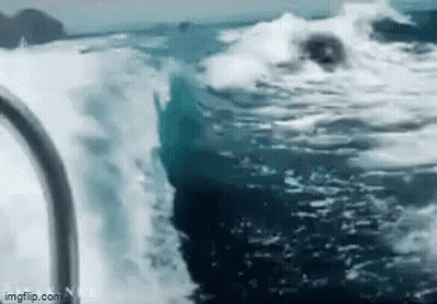 Large Shark Swimming Near Boat GIF