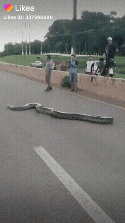 Large Snake Crawling Across Highway Next To People GIF