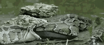 Large Snake Laying On Pile Of Rocks GIF