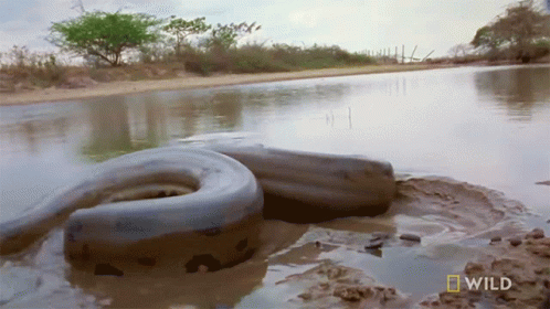 Large Snake Swimming In Water GIF