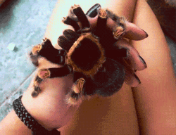 Large Spider In Woman's Hand