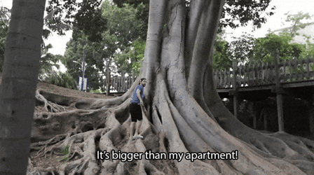 Large Tree Root GIF